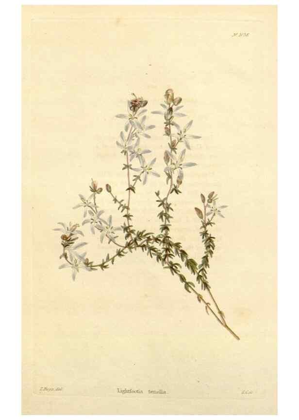 Reproducción/Reproduction 48782309008: The botanical cabinet. London :John & Arthur Arch ...,1817-1833.. 