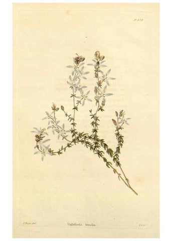 Reproducción/Reproduction 48782309008: The botanical cabinet. London :John & Arthur Arch ...,1817-1833.. 