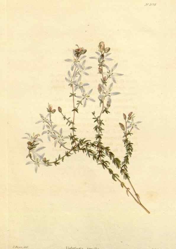 Reproducción/Reproduction 48782309008: The botanical cabinet. London :John & Arthur Arch ...,1817-1833.. 