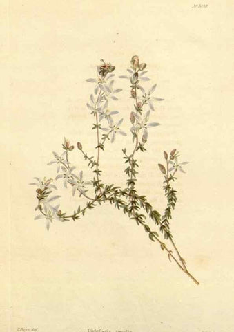 Reproducción/Reproduction 48782309008: The botanical cabinet. London :John & Arthur Arch ...,1817-1833.. 