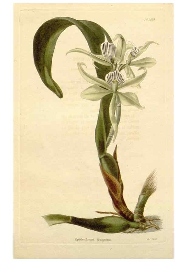 Reproducción/Reproduction 48782309673: The botanical cabinet. London :John & Arthur Arch ...,1817-1833.. 
