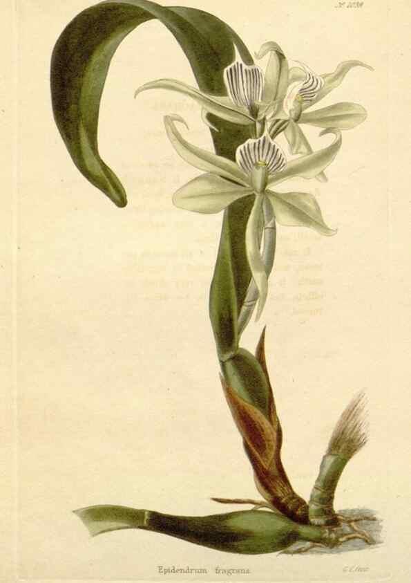 Reproducción/Reproduction 48782309673: The botanical cabinet. London :John & Arthur Arch ...,1817-1833.. 