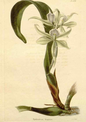 Reproducción/Reproduction 48782309673: The botanical cabinet. London :John & Arthur Arch ...,1817-1833.. 