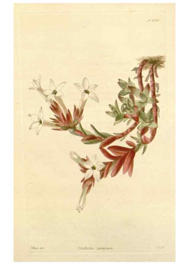 Reproducción/Reproduction 48782842652: The botanical cabinet. London :John & Arthur Arch ...,1817-1833.. 