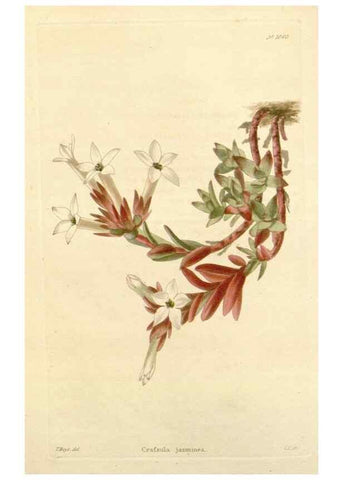 Reproducción/Reproduction 48782842652: The botanical cabinet. London :John & Arthur Arch ...,1817-1833.. 