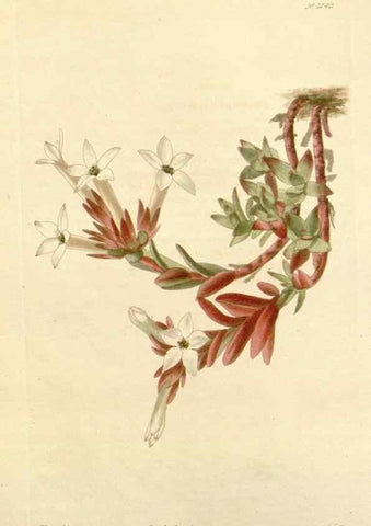 Reproducción/Reproduction 48782842652: The botanical cabinet. London :John & Arthur Arch ...,1817-1833.. 