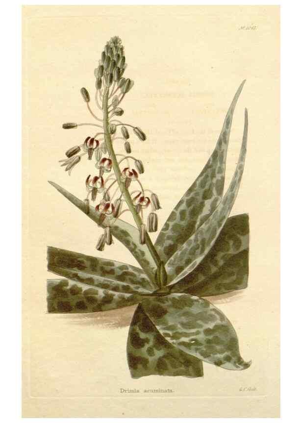 Reproducción/Reproduction 48782310438: The botanical cabinet. London :John & Arthur Arch ...,1817-1833.. 
