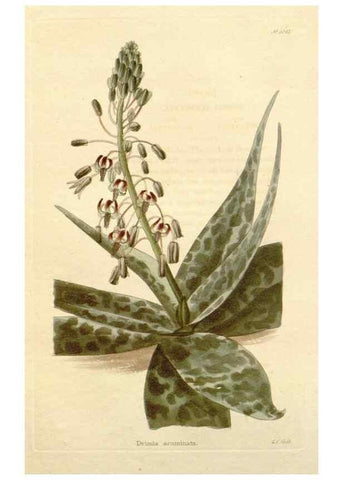 Reproducción/Reproduction 48782310438: The botanical cabinet. London :John & Arthur Arch ...,1817-1833.. 