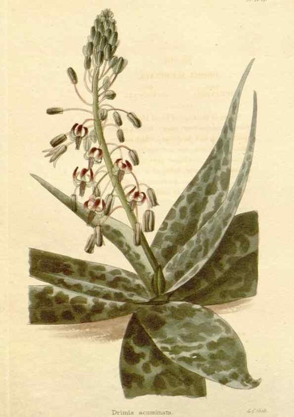 Reproducción/Reproduction 48782310438: The botanical cabinet. London :John & Arthur Arch ...,1817-1833.. 