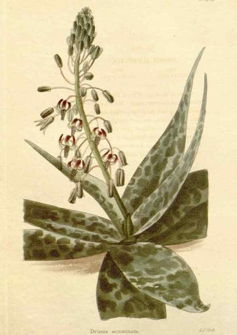 Reproducción/Reproduction 48782310438: The botanical cabinet. London :John & Arthur Arch ...,1817-1833.. 