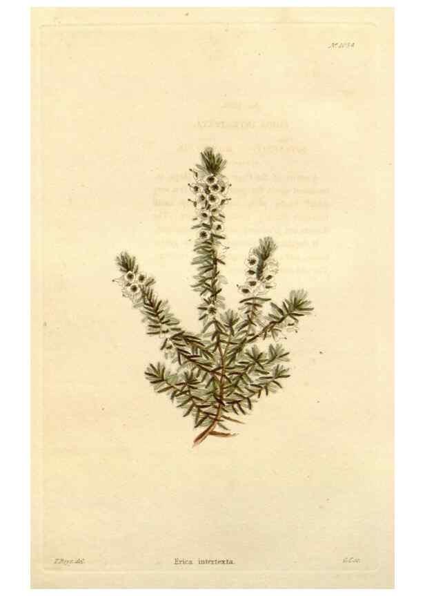 Reproducción/Reproduction 48782672271: The botanical cabinet. London :John & Arthur Arch ...,1817-1833.. 