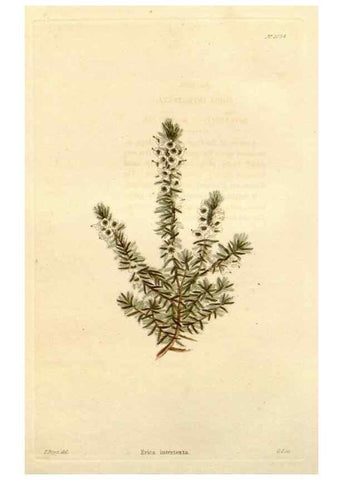 Reproducción/Reproduction 48782672271: The botanical cabinet. London :John & Arthur Arch ...,1817-1833.. 