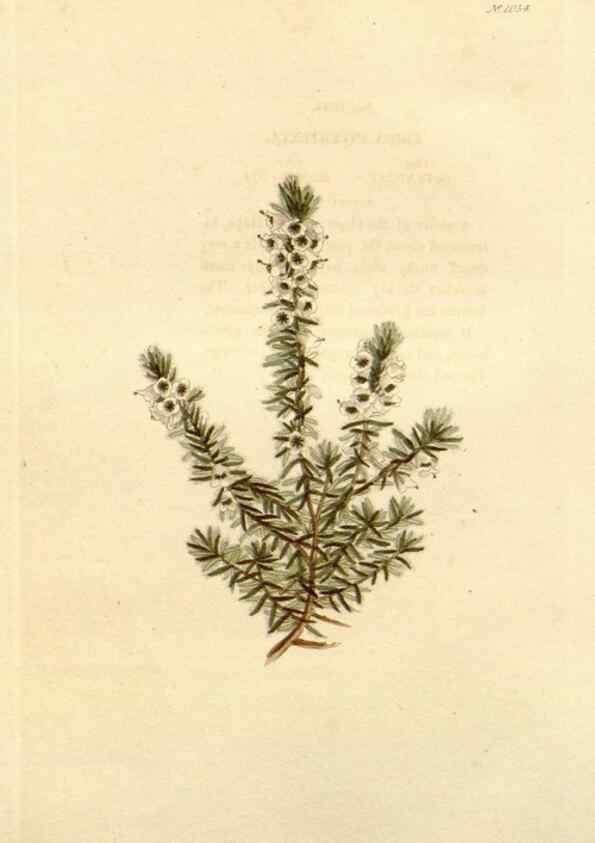 Reproducción/Reproduction 48782672271: The botanical cabinet. London :John & Arthur Arch ...,1817-1833.. 