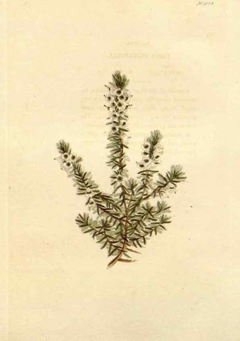 Reproducción/Reproduction 48782672271: The botanical cabinet. London :John & Arthur Arch ...,1817-1833.. 