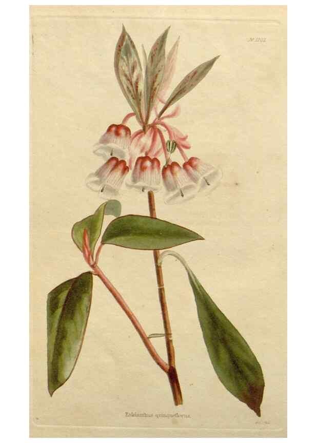 Reproducción/Reproduction 48782458603: The botanical cabinet. London :John & Arthur Arch ...,1817-1833.. 
