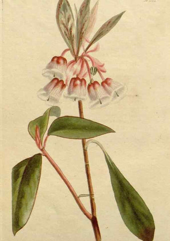 Reproducción/Reproduction 48782458603: The botanical cabinet. London :John & Arthur Arch ...,1817-1833.. 