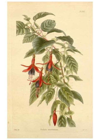 Reproducción/Reproduction 48782407243: The botanical cabinet. London :John & Arthur Arch ...,1817-1833.. 