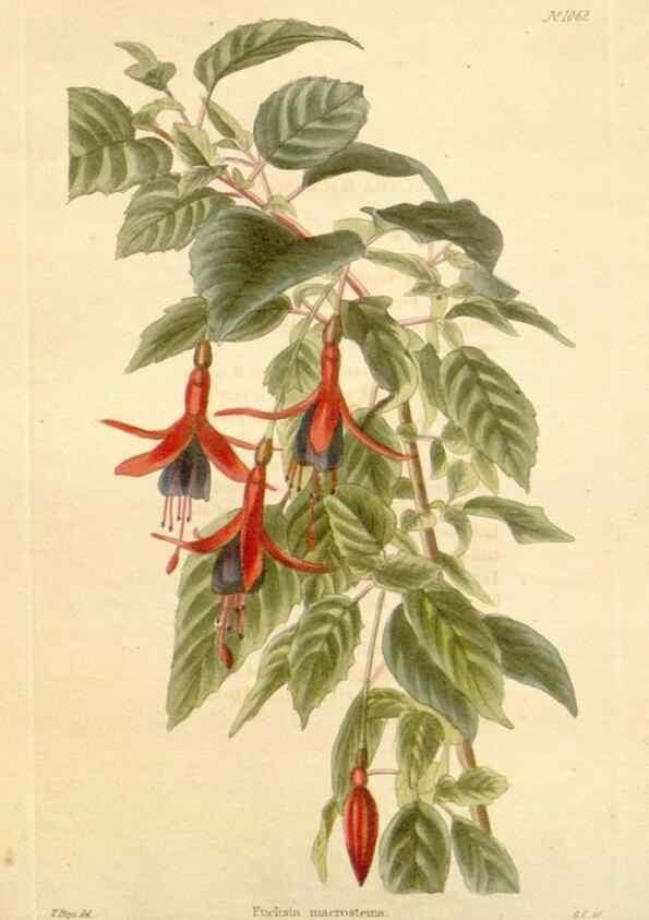 Reproducción/Reproduction 48782407243: The botanical cabinet. London :John & Arthur Arch ...,1817-1833.. 