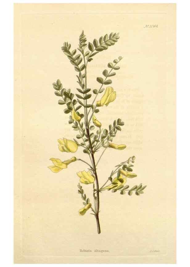 Reproducción/Reproduction 48782408408: The botanical cabinet. London :John & Arthur Arch ...,1817-1833.. 
