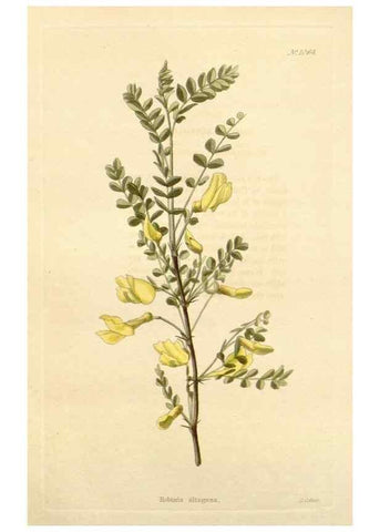 Reproducción/Reproduction 48782408408: The botanical cabinet. London :John & Arthur Arch ...,1817-1833.. 