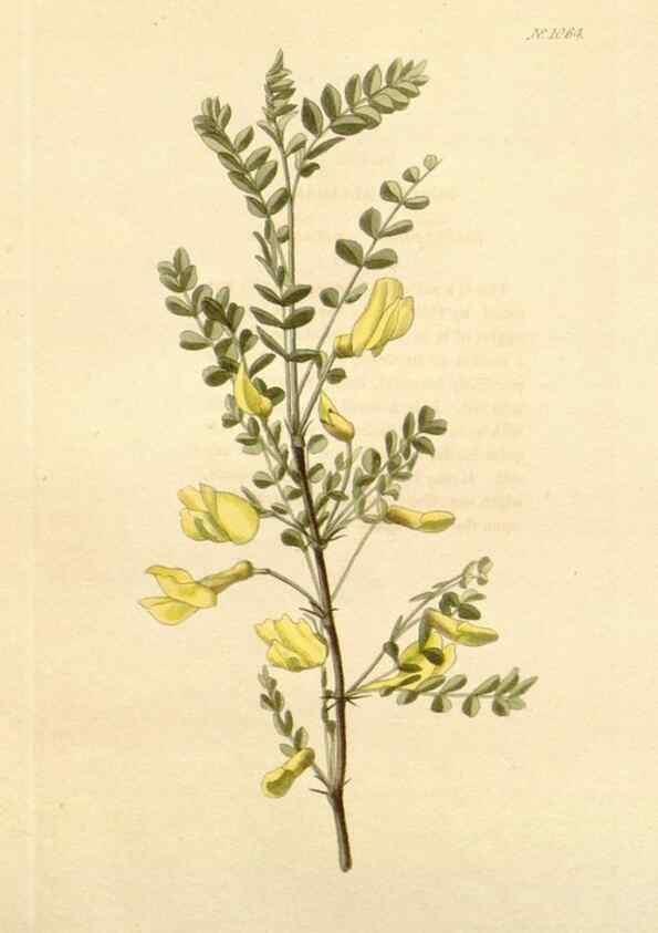 Reproducción/Reproduction 48782408408: The botanical cabinet. London :John & Arthur Arch ...,1817-1833.. 