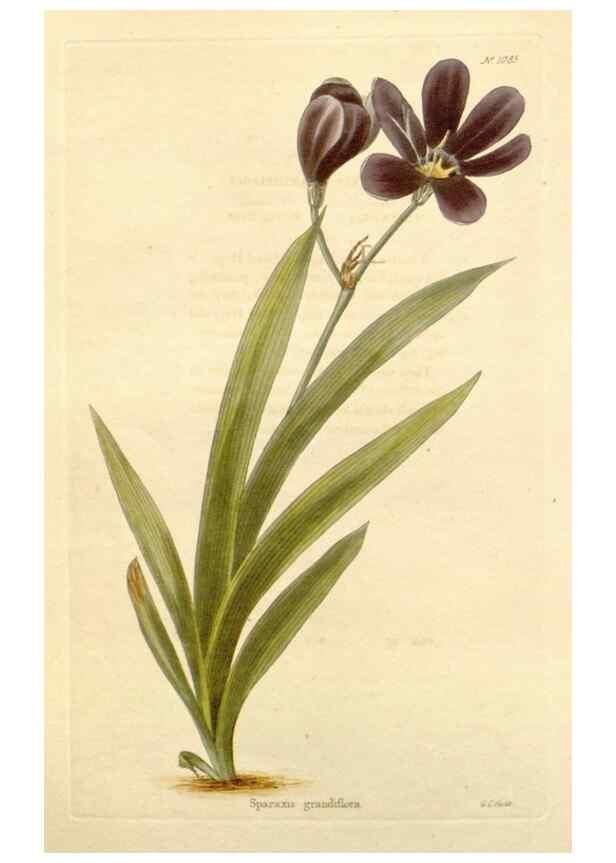Reproducción/Reproduction 48782787211: The botanical cabinet. London :John & Arthur Arch ...,1817-1833.. 