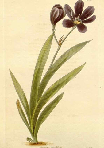 Reproducción/Reproduction 48782787211: The botanical cabinet. London :John & Arthur Arch ...,1817-1833.. 