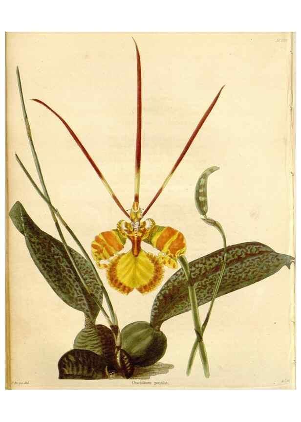 Reproducción/Reproduction 48782787776: The botanical cabinet. London :John & Arthur Arch ...,1817-1833.. 