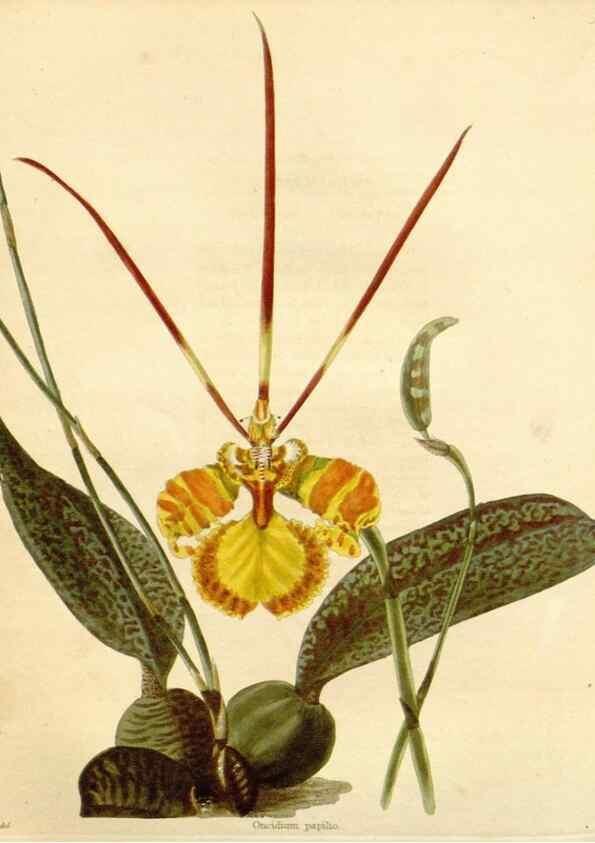 Reproducción/Reproduction 48782787776: The botanical cabinet. London :John & Arthur Arch ...,1817-1833.. 
