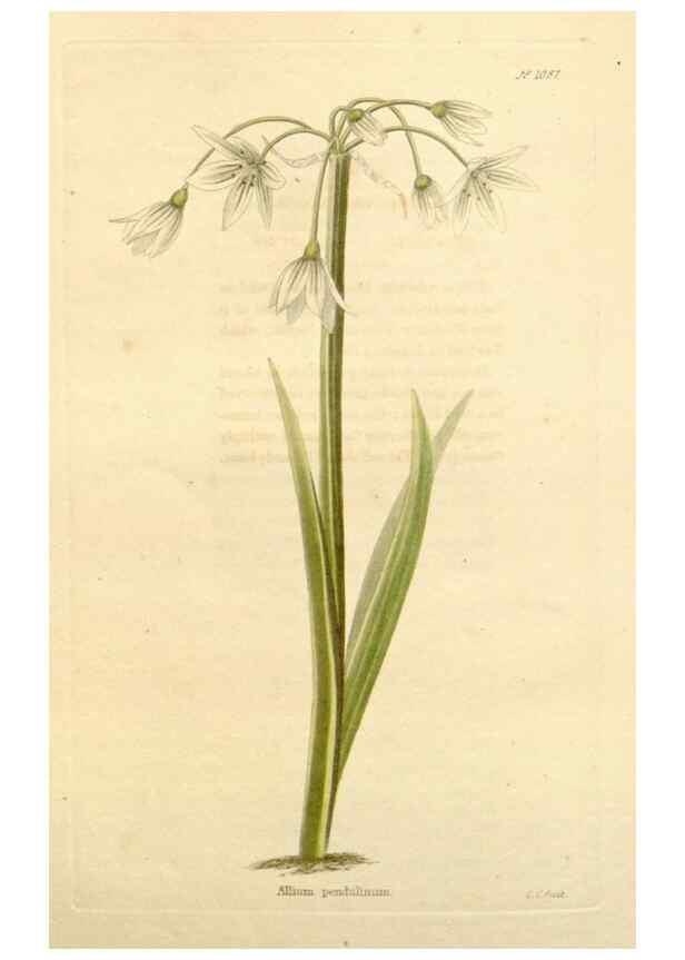 Reproducción/Reproduction 48782954952: The botanical cabinet. London :John & Arthur Arch ...,1817-1833.. 
