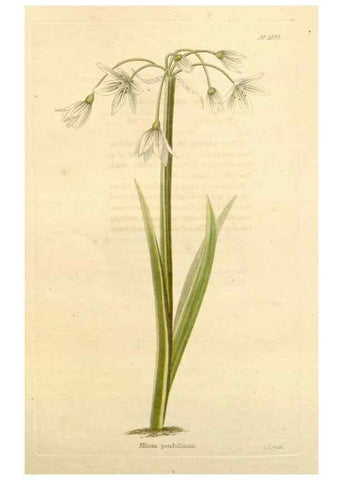 Reproducción/Reproduction 48782954952: The botanical cabinet. London :John & Arthur Arch ...,1817-1833.. 