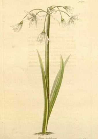 Reproducción/Reproduction 48782954952: The botanical cabinet. London :John & Arthur Arch ...,1817-1833.. 