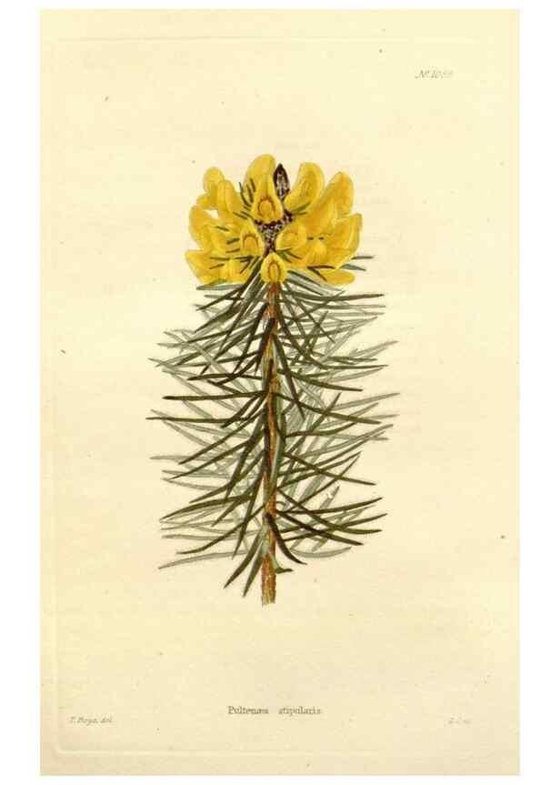 Reproducción/Reproduction 48782422938: The botanical cabinet. London :John & Arthur Arch ...,1817-1833.. 