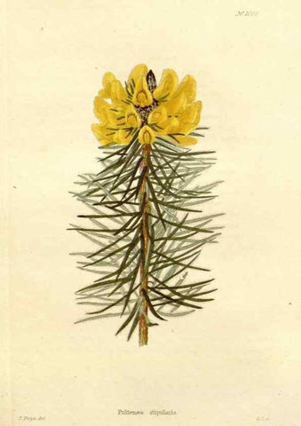 Reproducción/Reproduction 48782422938: The botanical cabinet. London :John & Arthur Arch ...,1817-1833.. 