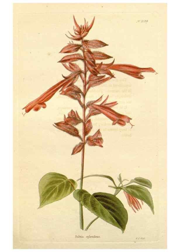 Reproducción/Reproduction 48782423518: The botanical cabinet. London :John & Arthur Arch ...,1817-1833.. 