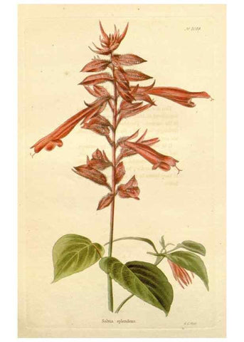 Reproducción/Reproduction 48782423518: The botanical cabinet. London :John & Arthur Arch ...,1817-1833.. 