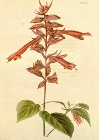Reproducción/Reproduction 48782423518: The botanical cabinet. London :John & Arthur Arch ...,1817-1833.. 