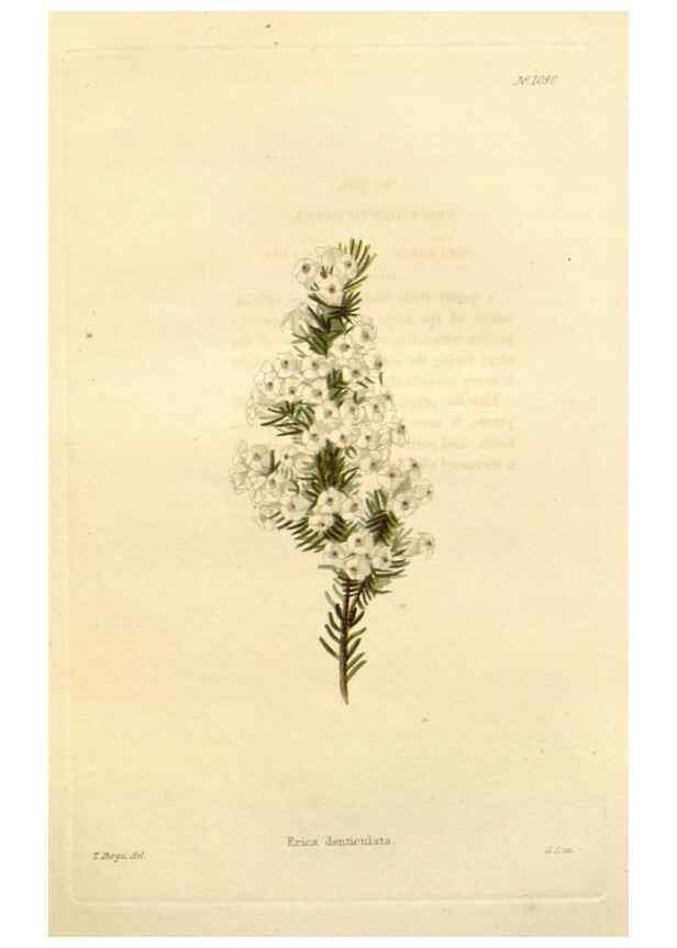 Reproducción/Reproduction 48782956412: The botanical cabinet. London :John & Arthur Arch ...,1817-1833.. 