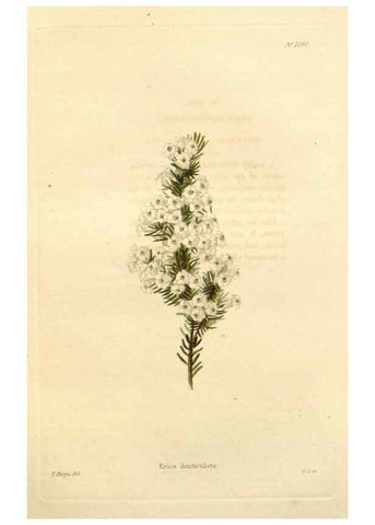 Reproducción/Reproduction 48782956412: The botanical cabinet. London :John & Arthur Arch ...,1817-1833.. 