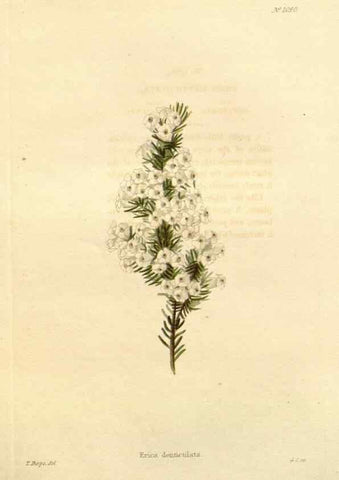 Reproducción/Reproduction 48782956412: The botanical cabinet. London :John & Arthur Arch ...,1817-1833.. 