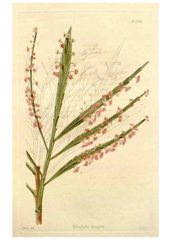 Reproducción/Reproduction 48782956902: The botanical cabinet. London :John & Arthur Arch ...,1817-1833.. 