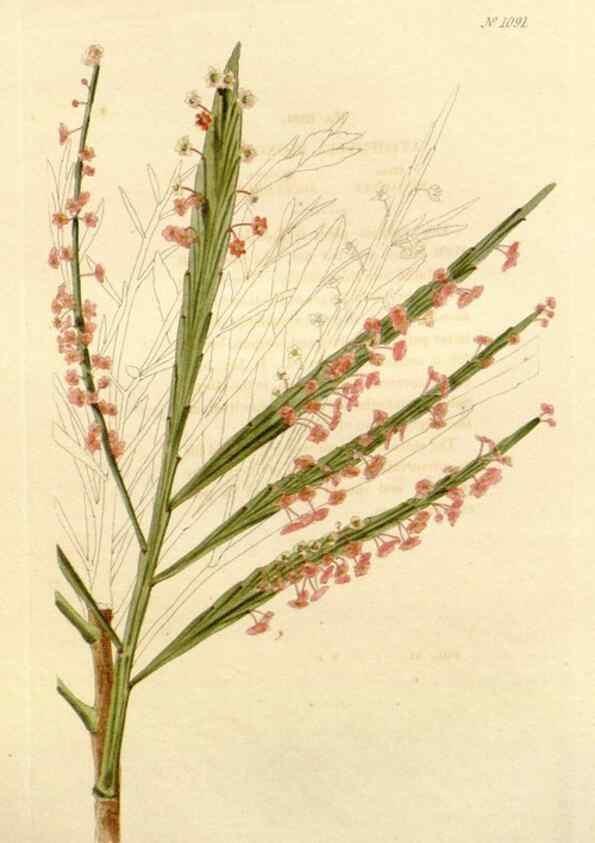 Reproducción/Reproduction 48782956902: The botanical cabinet. London :John & Arthur Arch ...,1817-1833.. 