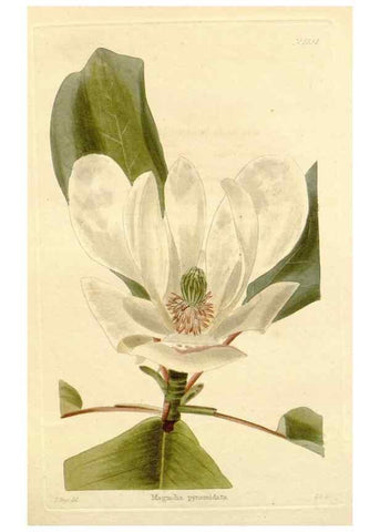 Reproducción/Reproduction 48782790766: The botanical cabinet. London :John & Arthur Arch ...,1817-1833.. 