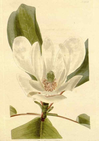 Reproducción/Reproduction 48782790766: The botanical cabinet. London :John & Arthur Arch ...,1817-1833.. 