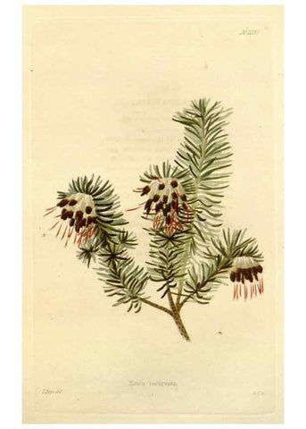 Reproducción/Reproduction 48782425378: The botanical cabinet. London :John & Arthur Arch ...,1817-1833.. 
