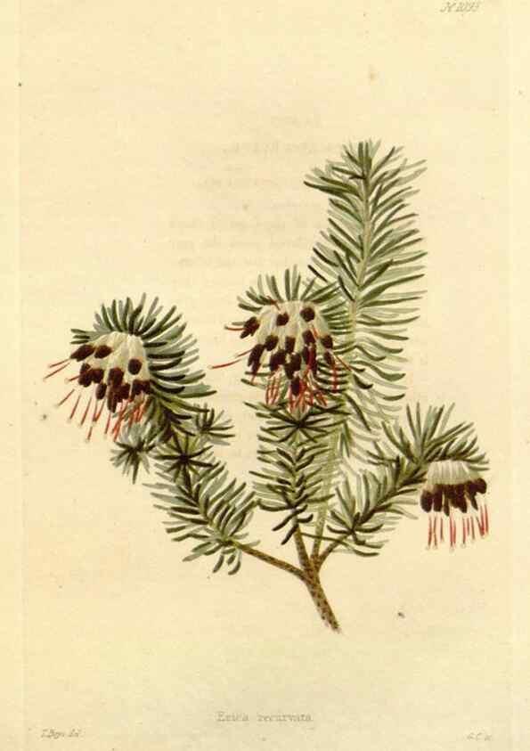 Reproducción/Reproduction 48782425378: The botanical cabinet. London :John & Arthur Arch ...,1817-1833.. 