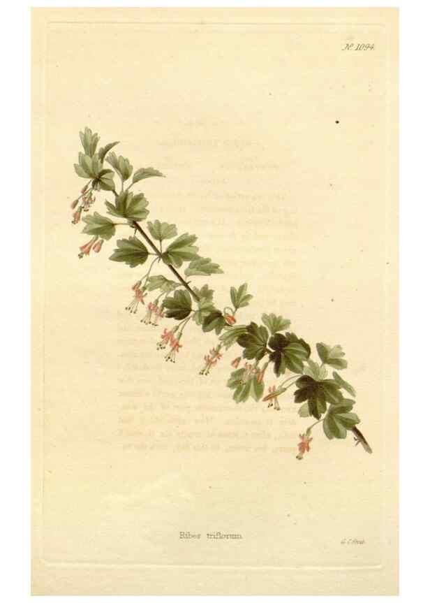 Reproducción/Reproduction 48782425768: The botanical cabinet. London :John & Arthur Arch ...,1817-1833.. 