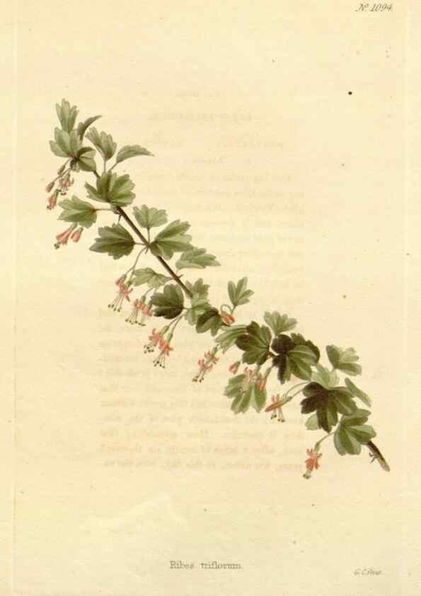 Reproducción/Reproduction 48782425768: The botanical cabinet. London :John & Arthur Arch ...,1817-1833.. 
