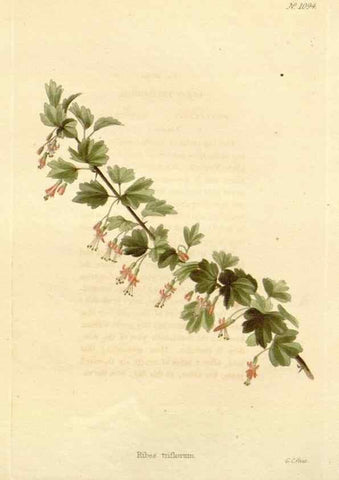 Reproducción/Reproduction 48782425768: The botanical cabinet. London :John & Arthur Arch ...,1817-1833.. 