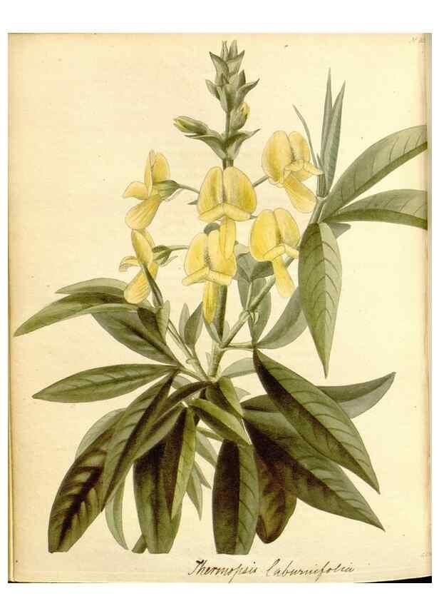 Reproducción/Reproduction 48782426263: The botanical cabinet. London :John & Arthur Arch ...,1817-1833.. 